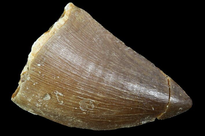 Mosasaur (Prognathodon) Tooth - Morocco #101070